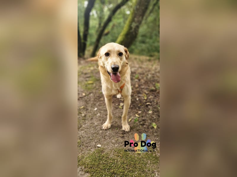 Vanilla, ein Traum von Hund