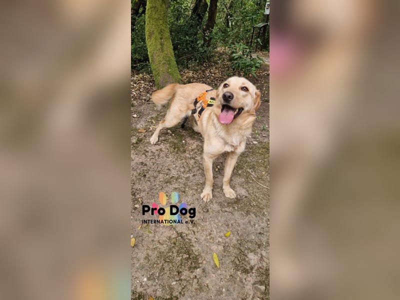 Vanilla, ein Traum von Hund