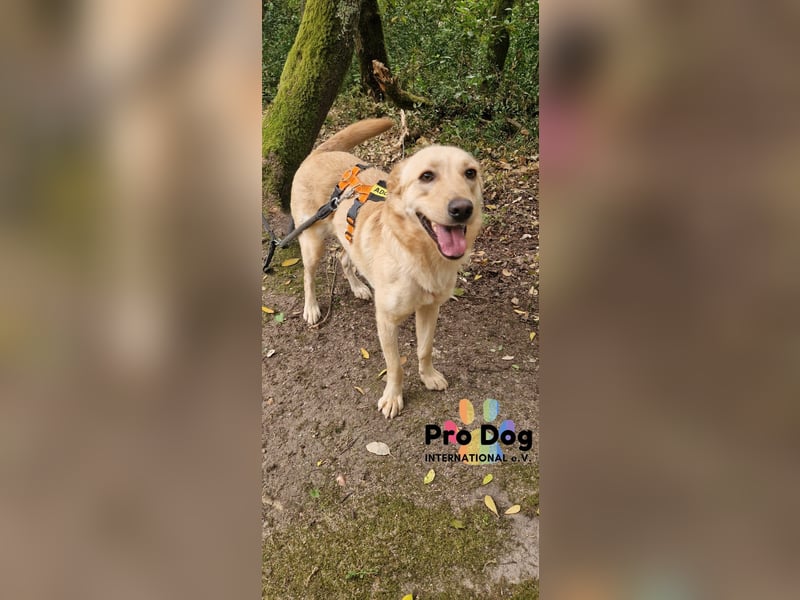 Vanilla, ein Traum von Hund