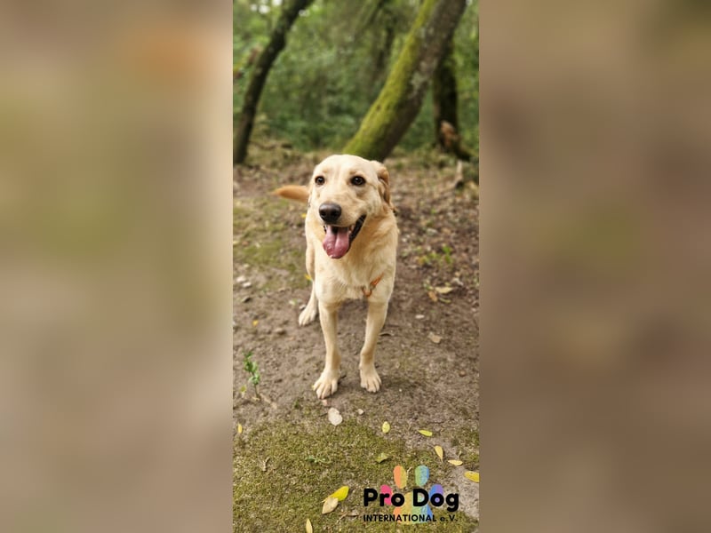 Vanilla, ein Traum von Hund