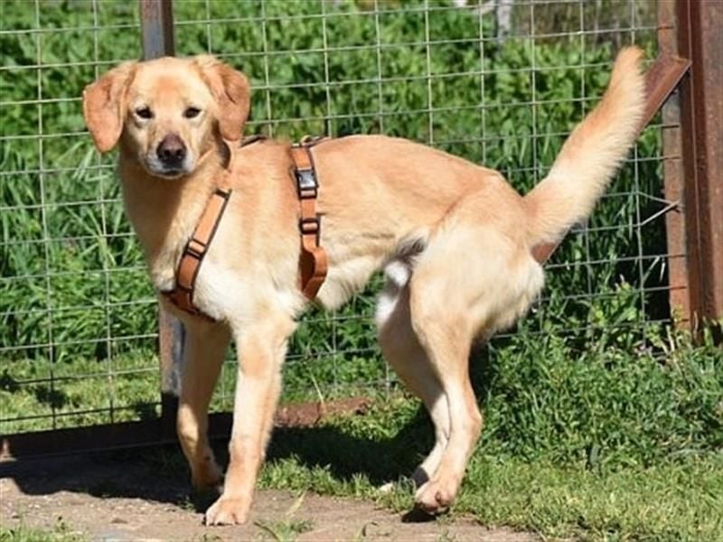 Bezaubernder Aris - auf der Suche nach ein bisschen Glück