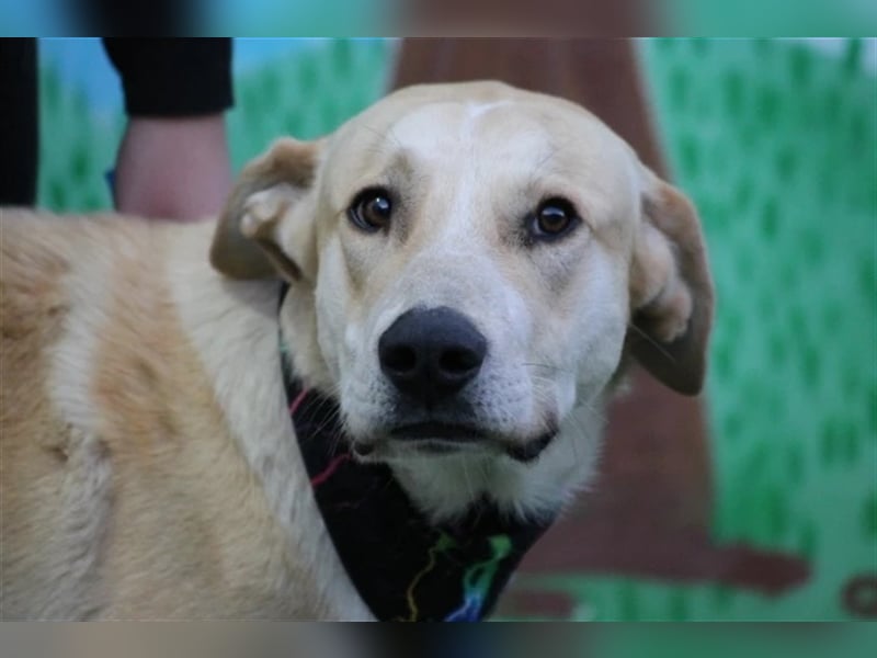Simbad - freundlicher Labrador-Mastin Mixrüde