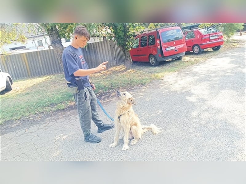 Parana, liebevoller Rüde, ca. 1 Jahr