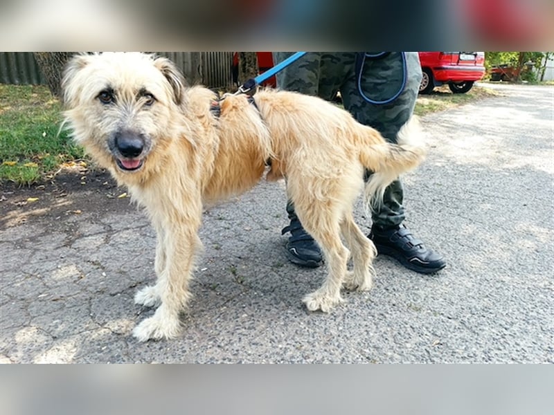 Parana, liebevoller Rüde, ca. 1 Jahr
