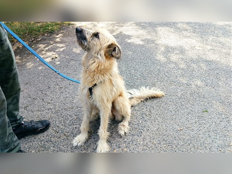 Parana, liebevoller Rüde, ca. 1 Jahr