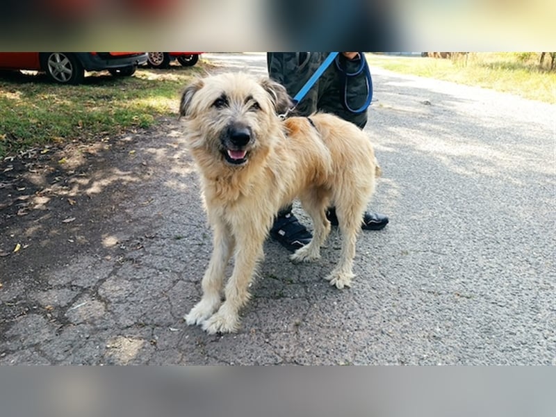 Parana, liebevoller Rüde, ca. 1 Jahr