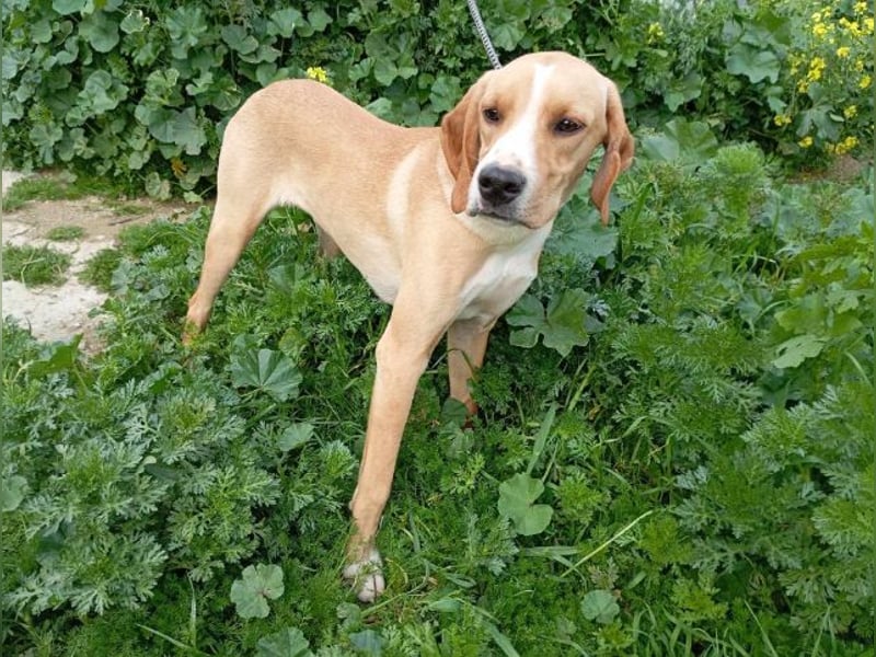 Nitro, lebensfroher Jagdhundmix, ca. 7 Monate, ca. 55 cm, ca. 15 kg