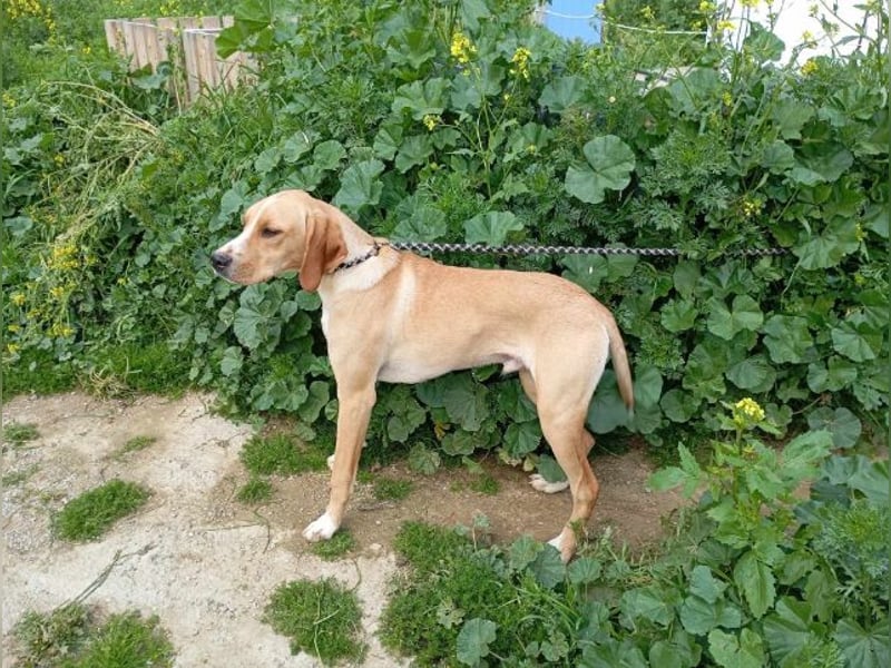 Nitro, lebensfroher Jagdhundmix, ca. 7 Monate, ca. 55 cm, ca. 15 kg
