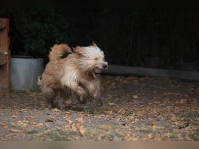 Loki, lebenslustig, verschmust und verspielt