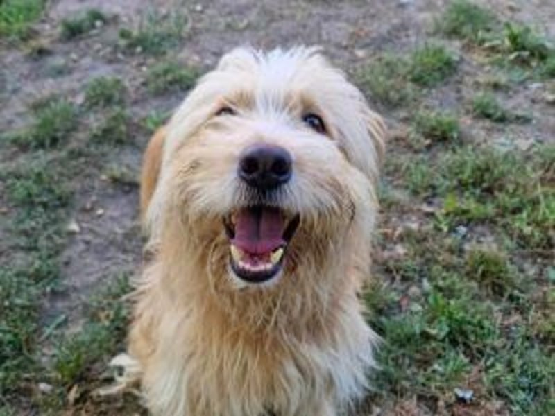 Loki, lebenslustig, verschmust und verspielt