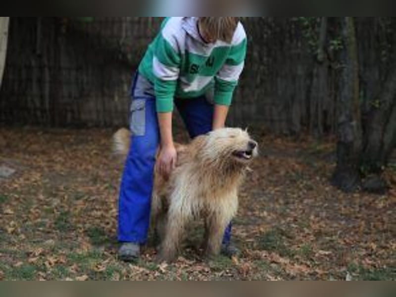 Loki, lebenslustig, verschmust und verspielt
