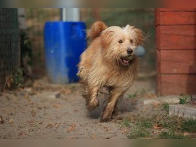 Loki, lebenslustig, verschmust und verspielt
