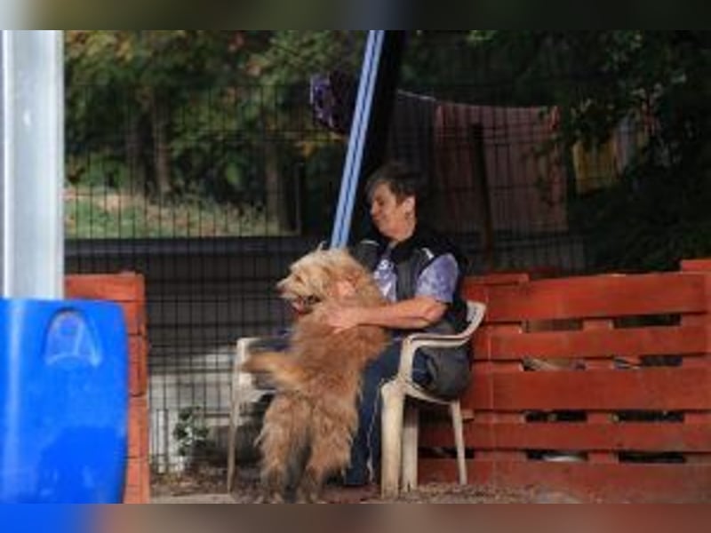 Loki, lebenslustig, verschmust und verspielt