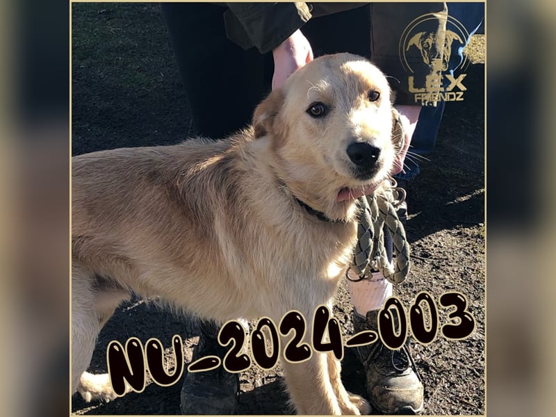 NU-2024-003 hofft auf Rettung