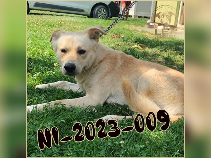 NI-2023-009 hofft auf Rettung