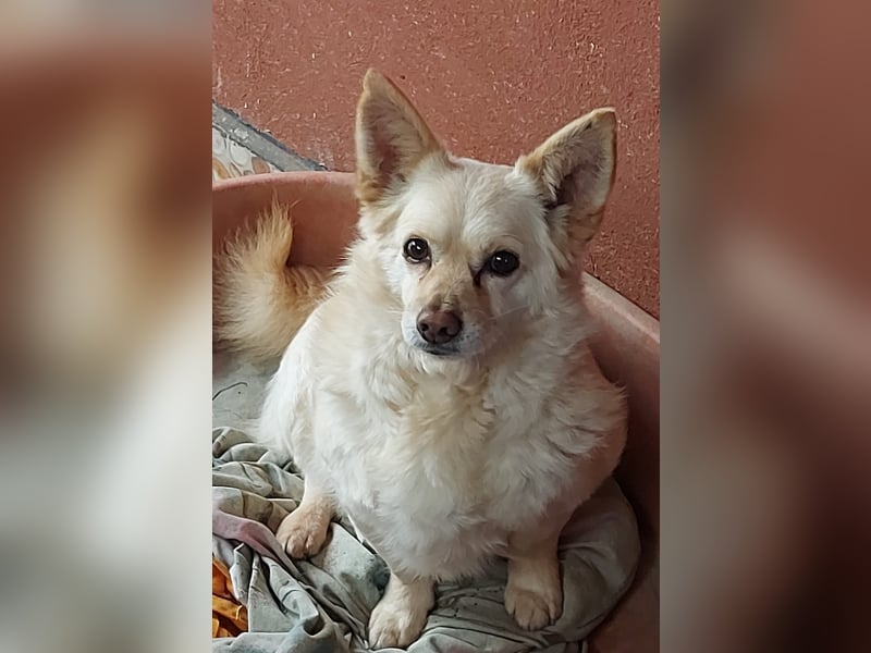 Aldo - kleiner Kuschelsenior sucht liebevolle Familie