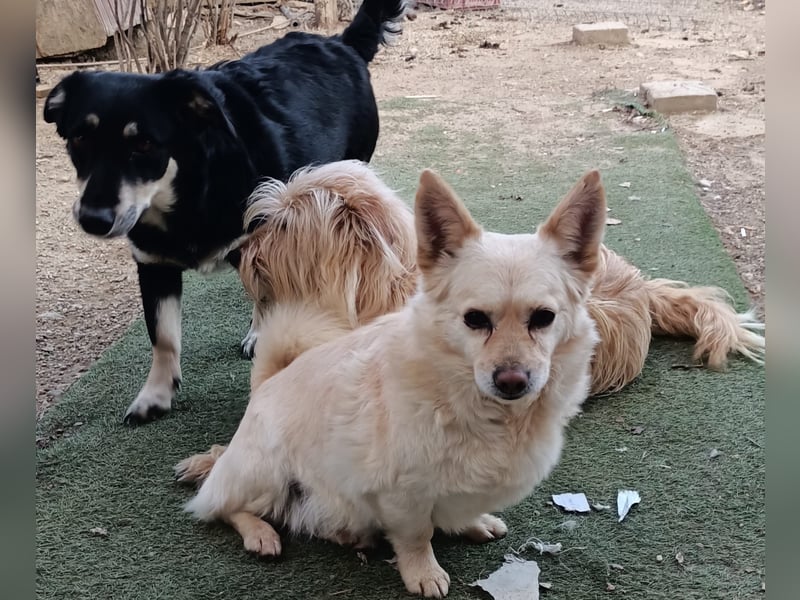 Aldo - kleiner Kuschelsenior sucht liebevolle Familie