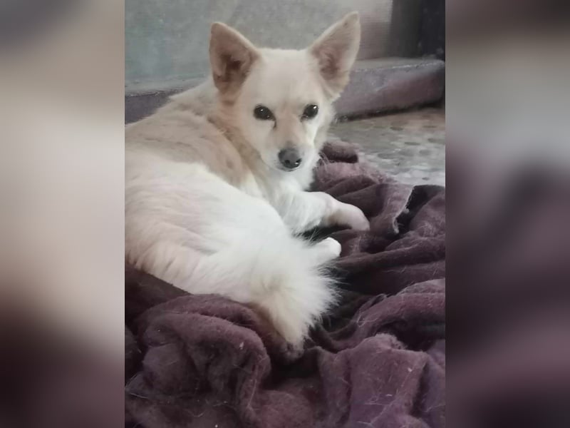 Aldo - kleiner Kuschelsenior sucht liebevolle Familie
