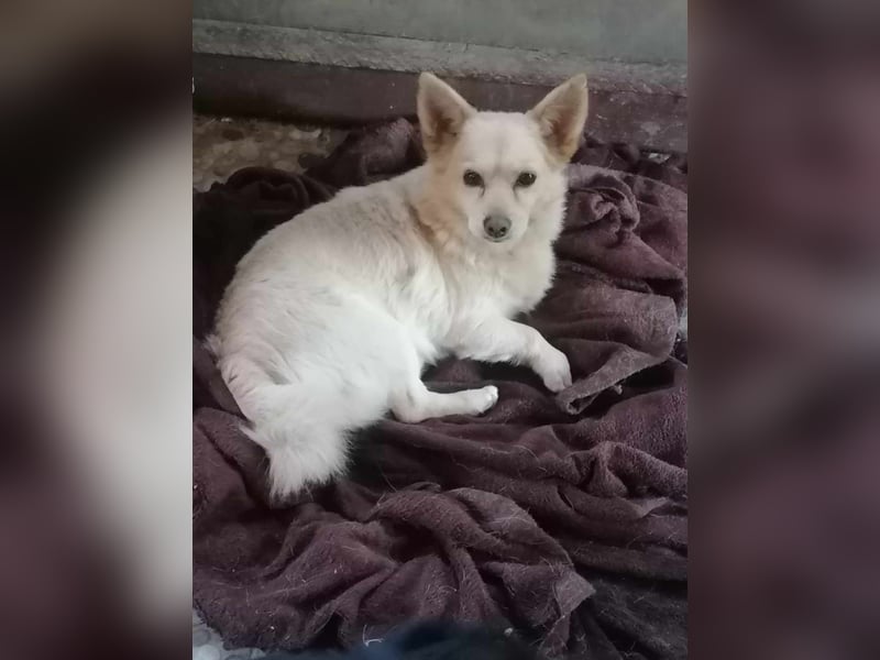 Aldo - kleiner Kuschelsenior sucht liebevolle Familie