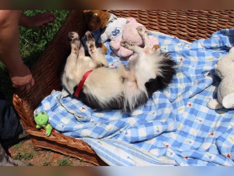Gümő sucht sein Zuhause