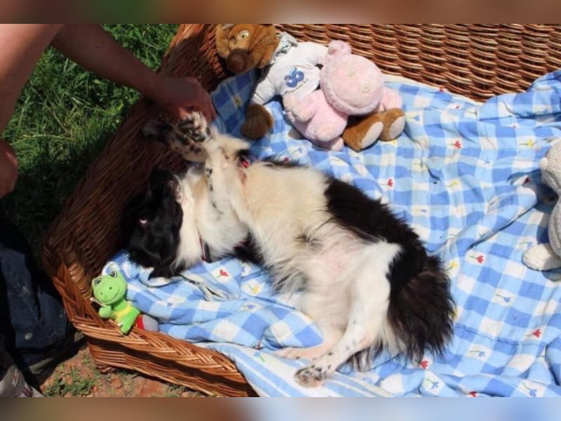 Gümő sucht sein Zuhause
