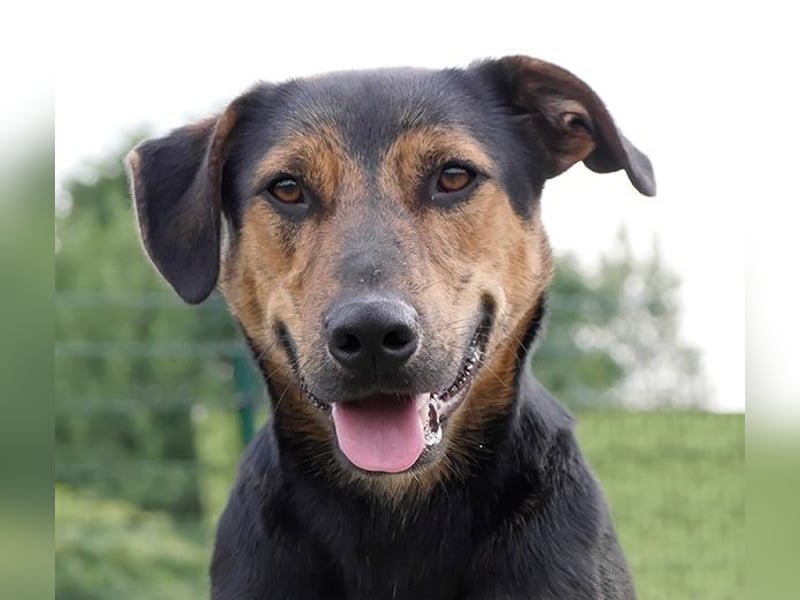 Gino, seit dem Welpenalter im Tierheim, ist verschmust und freundlich !