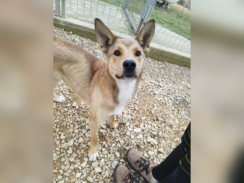 Füles ein ganz bezaubernder kluger und fröhlicher Hundejunge !