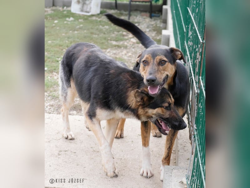 Gino, seit dem Welpenalter im Tierheim, ist verschmust und freundlich !
