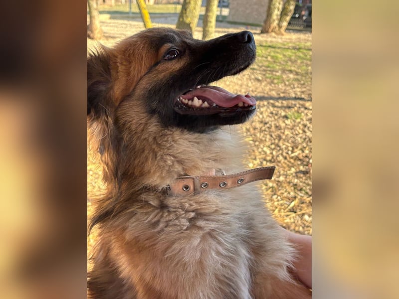 Bömi wurde verletzt aufgefunden und ist nach einer OP auf dem Weg der Besserung !