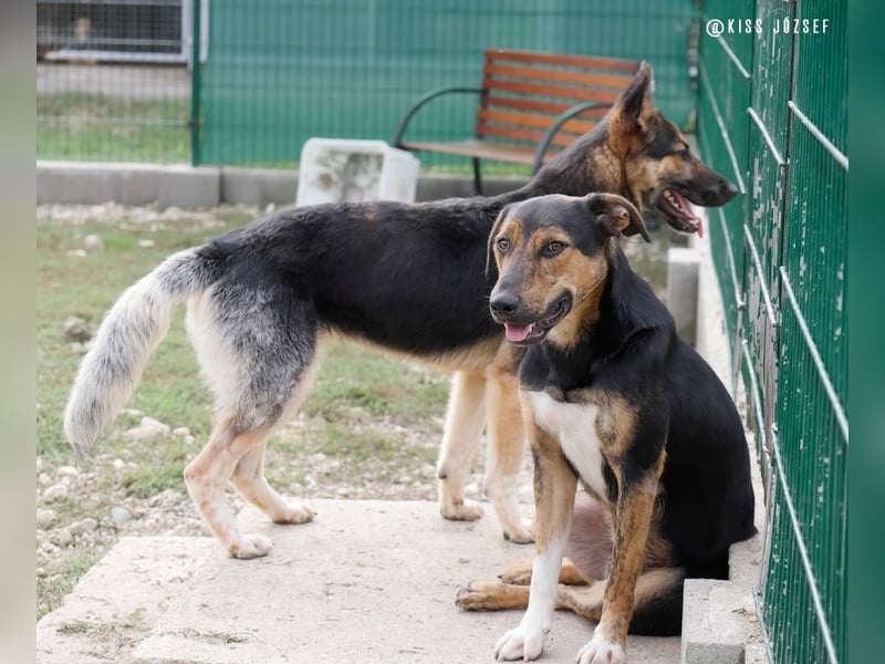Gino, seit dem Welpenalter im Tierheim, ist verschmust und freundlich !