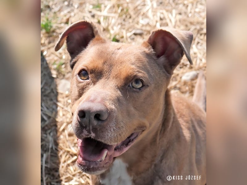 Lajos ist ein sehr sanfter, liebenswerter  und ruhiger Familienhund !