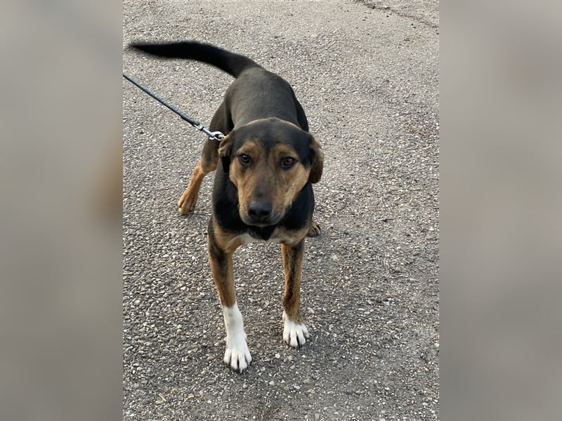 Gino, seit dem Welpenalter im Tierheim, ist verschmust und freundlich !