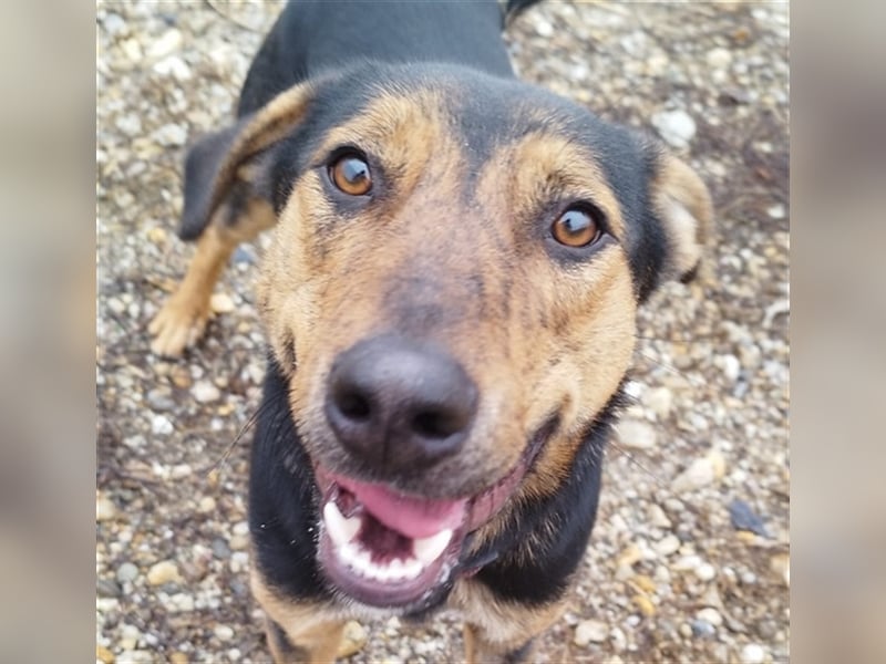 Gino, seit dem Welpenalter im Tierheim, ist verschmust und freundlich !