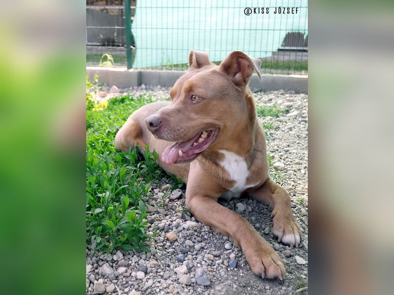 Lajos ist ein sehr sanfter, liebenswerter  und ruhiger Familienhund !