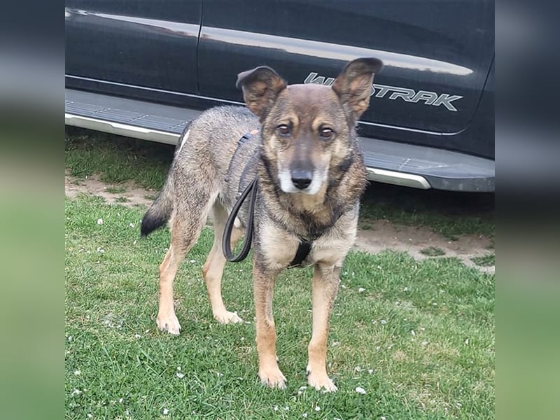 Netter Fundhund Palóc, auf einer Pflegestelle in Deutchland ,möchte eine Familie finden