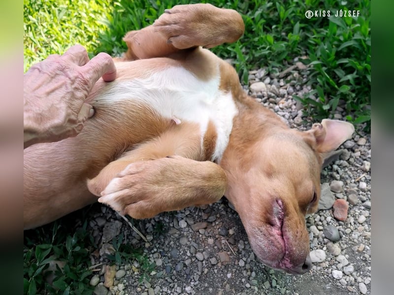 Lajos ist ein sehr sanfter, liebenswerter  und ruhiger Familienhund !
