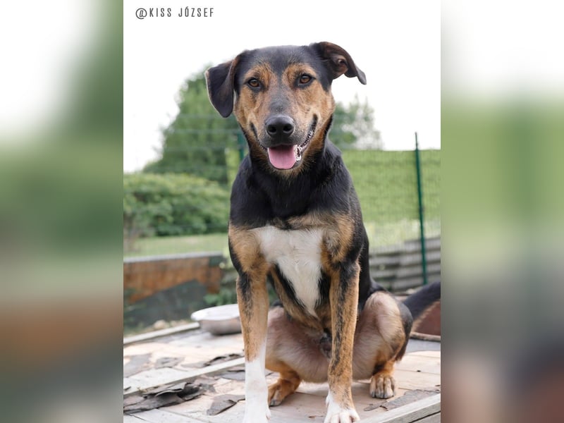 Gino, seit dem Welpenalter im Tierheim, ist verschmust und freundlich !