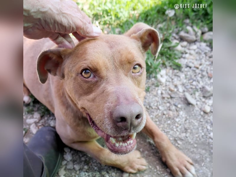 Lajos ist ein sehr sanfter, liebenswerter  und ruhiger Familienhund !