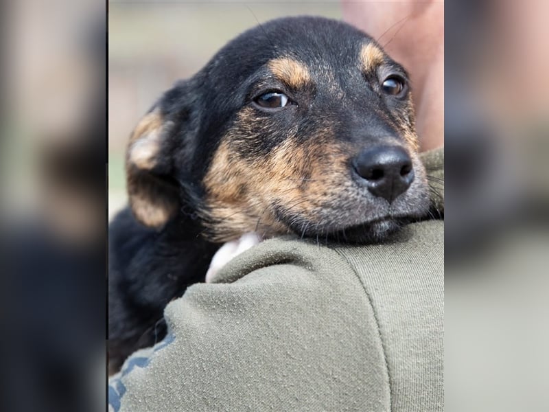 Gino, seit dem Welpenalter im Tierheim, ist verschmust und freundlich !