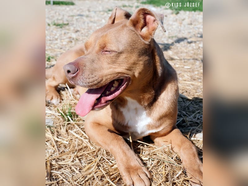 Lajos ist ein sehr sanfter, liebenswerter  und ruhiger Familienhund !