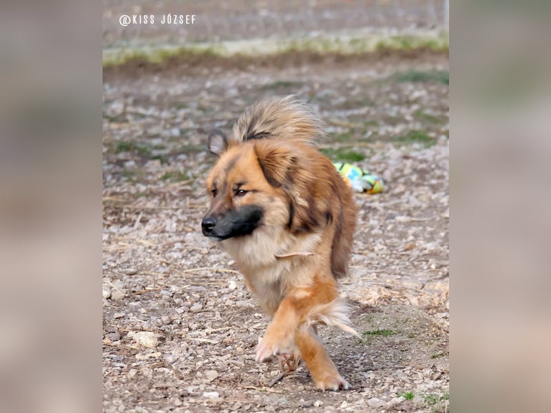 Bömi wurde verletzt aufgefunden und ist nach einer OP auf dem Weg der Besserung !