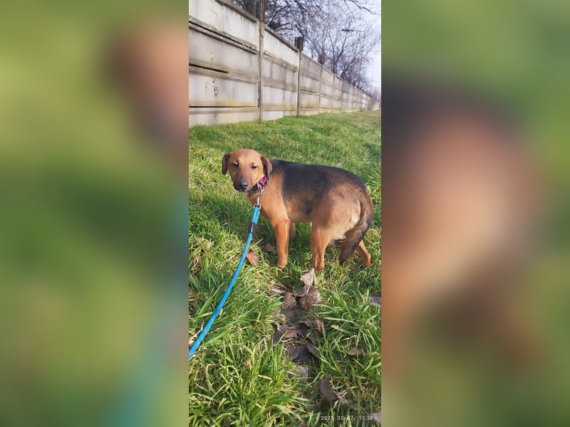 Dylan ist ein sehr lieber und freundlicher Rüde !