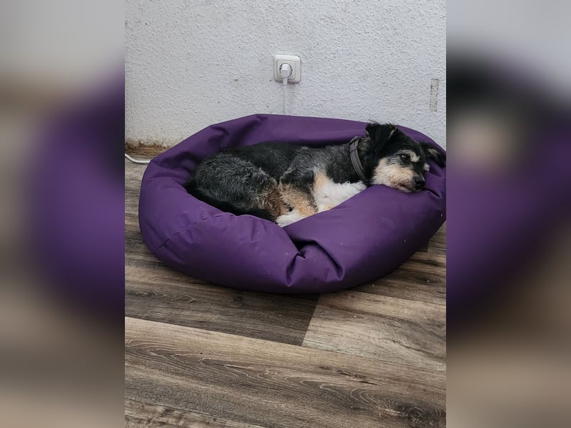 Nico sucht ein zuhause