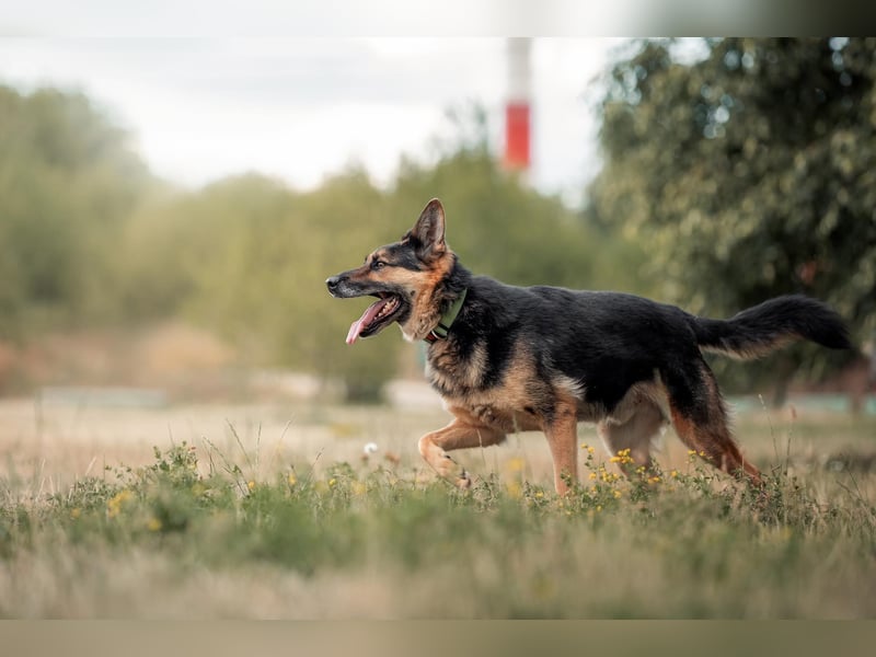 Aktives Zuhause für Vegas gesucht