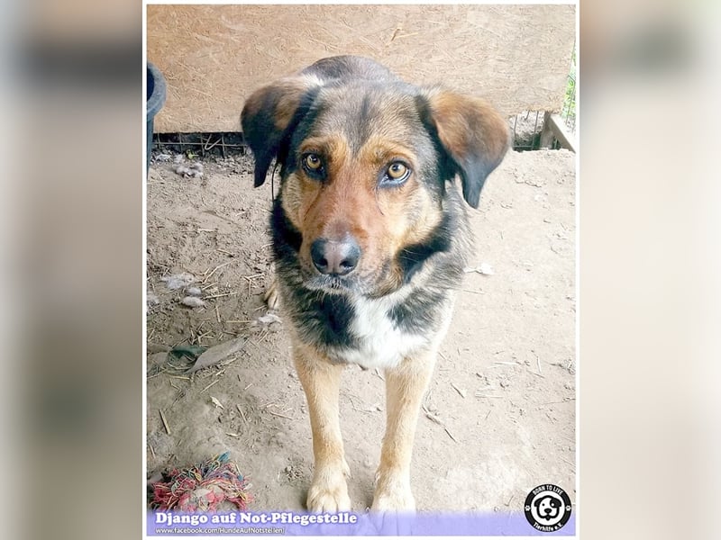 DJANGO, sucht Menschen mit viel Liebe und Geduld