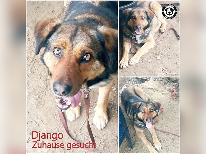 DJANGO, sucht Menschen mit viel Liebe und Geduld
