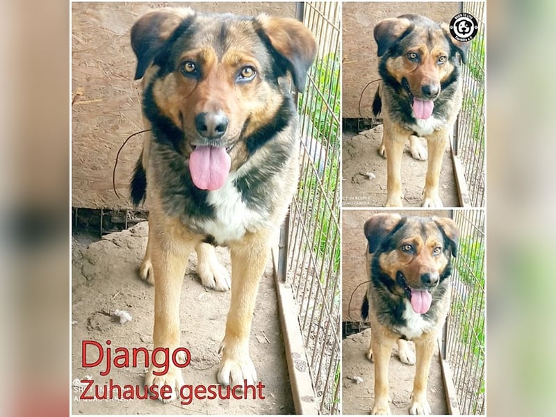 DJANGO, sucht Menschen mit viel Liebe und Geduld