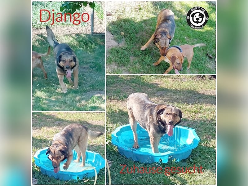 DJANGO, sucht Menschen mit viel Liebe und Geduld