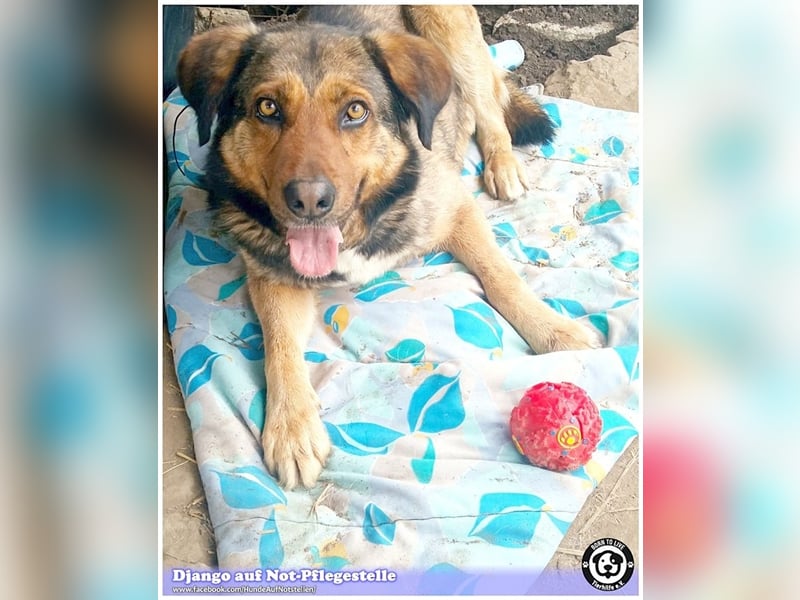 DJANGO, sucht Menschen mit viel Liebe und Geduld