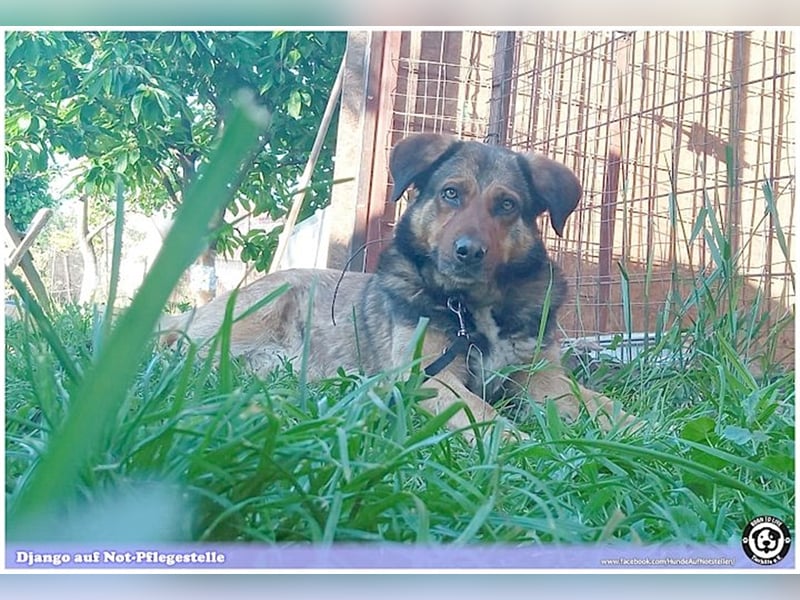 DJANGO, sucht Menschen mit viel Liebe und Geduld
